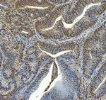 C19orf43 Polyclonal Antibody