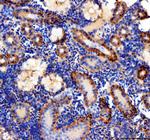 cdhr1a Antibody in Immunohistochemistry (Paraffin) (IHC (P))