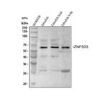 ZNF503 Antibody in Western Blot (WB)