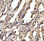 PXDN Antibody in Immunohistochemistry (Paraffin) (IHC (P))