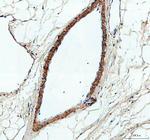 PXDN Antibody in Immunohistochemistry (Paraffin) (IHC (P))