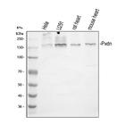PXDN Antibody in Western Blot (WB)