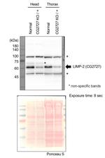 CG2727 Antibody in Western Blot (WB)