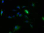 CLRN2 Polyclonal Antibody