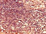 LY6H Antibody in Immunohistochemistry (Paraffin) (IHC (P))