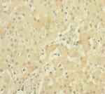 PRSS23 Polyclonal Antibody