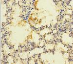 PRSS23 Antibody in Immunohistochemistry (Paraffin) (IHC (P))