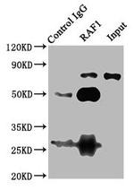 c-Raf Antibody in Immunoprecipitation (IP)