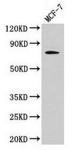 c-Raf Antibody in Western Blot (WB)