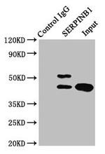 SERPINB1 Antibody in Immunoprecipitation (IP)