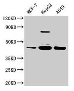 SERPINB1 Antibody in Western Blot (WB)