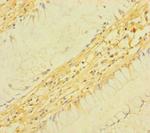 TM4SF5 Antibody in Immunohistochemistry (Paraffin) (IHC (P))