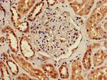 TMEM161B Antibody in Immunohistochemistry (Paraffin) (IHC (P))