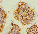 TMEM207 Antibody in Immunohistochemistry (Paraffin) (IHC (P))