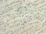 TMEM31 Antibody in Immunohistochemistry (Paraffin) (IHC (P))