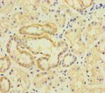 TMEM95 Antibody in Immunohistochemistry (Paraffin) (IHC (P))