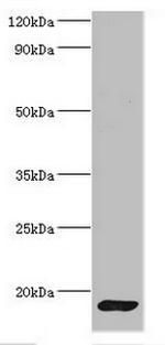 Calmodulin Polyclonal Antibody