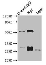 NGF Polyclonal Antibody