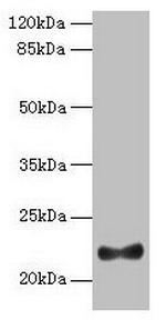 IFNAG Polyclonal Antibody