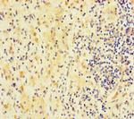 FAM127C Antibody in Immunohistochemistry (Paraffin) (IHC (P))
