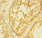 FAM127C Polyclonal Antibody