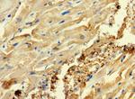 C2orf83 Antibody in Immunohistochemistry (Paraffin) (IHC (P))
