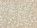 C10orf91 Polyclonal Antibody