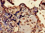 ERVK-6 Antibody in Immunohistochemistry (Paraffin) (IHC (P))