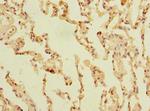 SLC23A3 Antibody in Immunohistochemistry (Paraffin) (IHC (P))