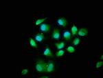MOB1B Antibody in Immunocytochemistry (ICC/IF)