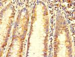C6orf89 Antibody in Immunohistochemistry (Paraffin) (IHC (P))