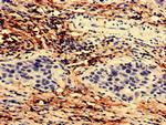 TEX43 Antibody in Immunohistochemistry (Paraffin) (IHC (P))