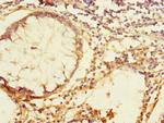 TEX43 Antibody in Immunohistochemistry (Paraffin) (IHC (P))