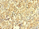 BAGE3 Antibody in Immunohistochemistry (Paraffin) (IHC (P))