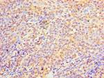 C9orf163 Antibody in Immunohistochemistry (Paraffin) (IHC (P))