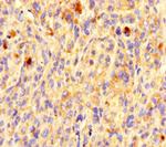 OR5L1 Polyclonal Antibody
