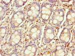 LYG1 Antibody in Immunohistochemistry (Paraffin) (IHC (P))