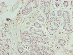 FAM71F1 Antibody in Immunohistochemistry (Paraffin) (IHC (P))