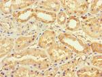 SEC22A Antibody in Immunohistochemistry (Paraffin) (IHC (P))