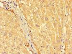 SEC22A Antibody in Immunohistochemistry (Paraffin) (IHC (P))