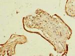 C4orf34 Antibody in Immunohistochemistry (Paraffin) (IHC (P))