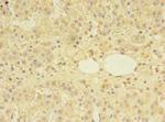 MTR Polyclonal Antibody