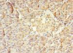 MTR Antibody in Immunohistochemistry (Paraffin) (IHC (P))