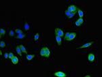 CLSTN2 Antibody in Immunocytochemistry (ICC/IF)