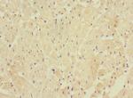 FBXO40 Antibody in Immunohistochemistry (Paraffin) (IHC (P))