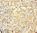 BPESC1 Polyclonal Antibody