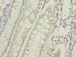 HIGD1B Antibody in Immunohistochemistry (Paraffin) (IHC (P))