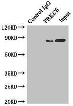 PKC epsilon Polyclonal Antibody