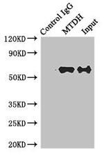 Metadherin Antibody in Immunoprecipitation (IP)