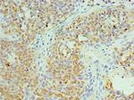 TCP-1 zeta Antibody in Immunohistochemistry (Paraffin) (IHC (P))